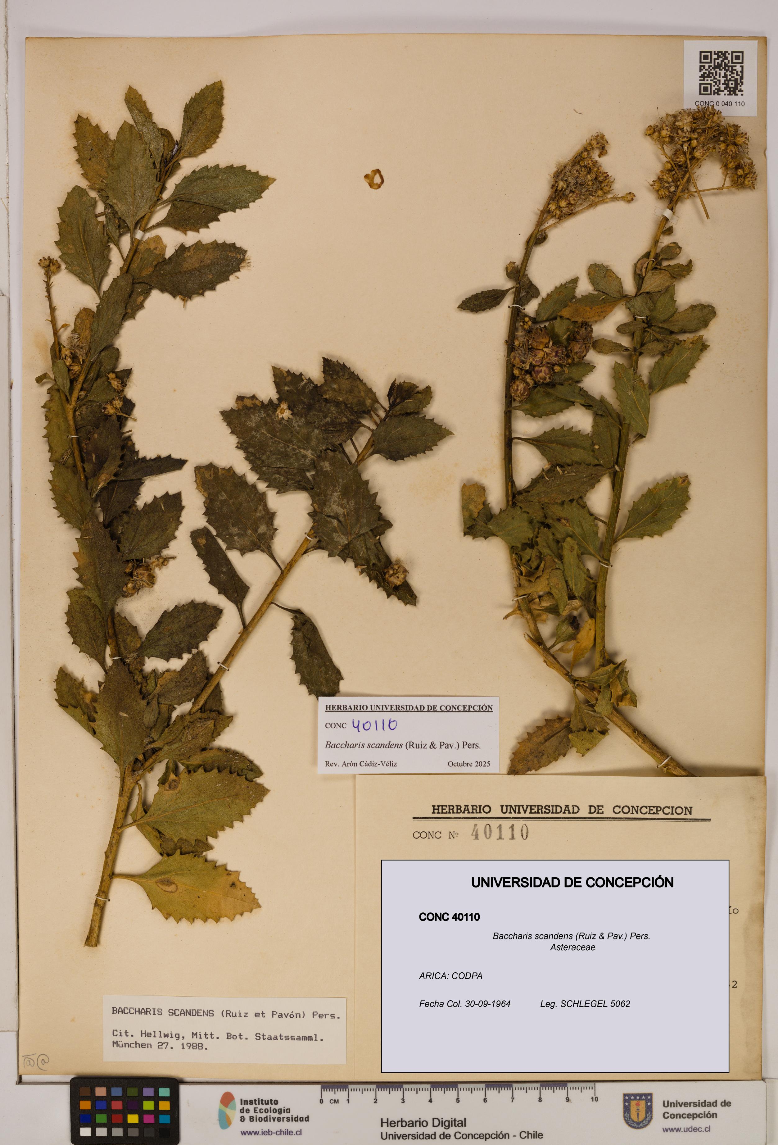 Baccharis scandens [Espécimen: UDEC:CONC:0040110]
