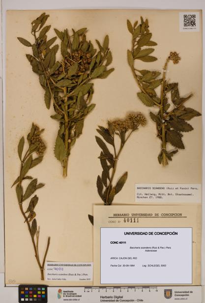 Baccharis scandens [Espécimen: UDEC:CONC:0040111]