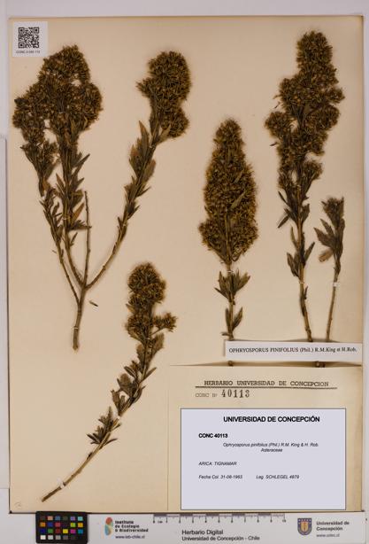 Ophryosporus pinifolius [Espécimen: UDEC:CONC:0040113]