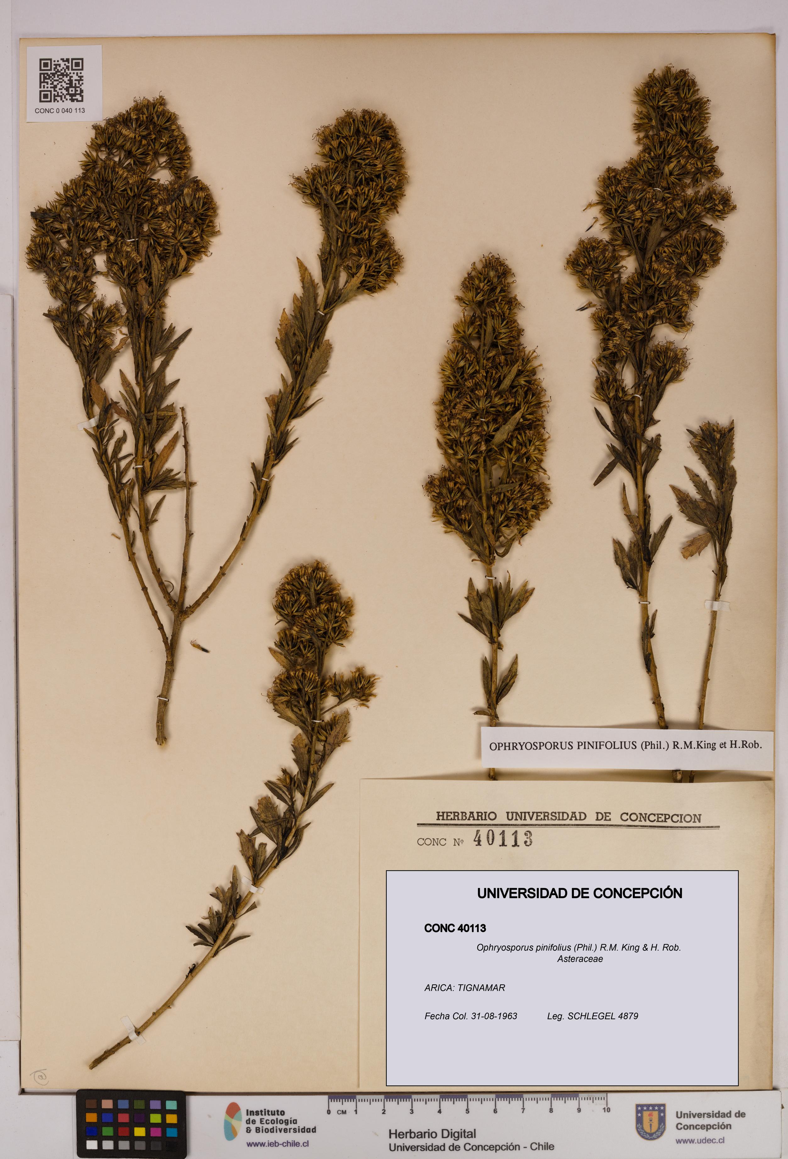Ophryosporus pinifolius [Espécimen: UDEC:CONC:0040113]