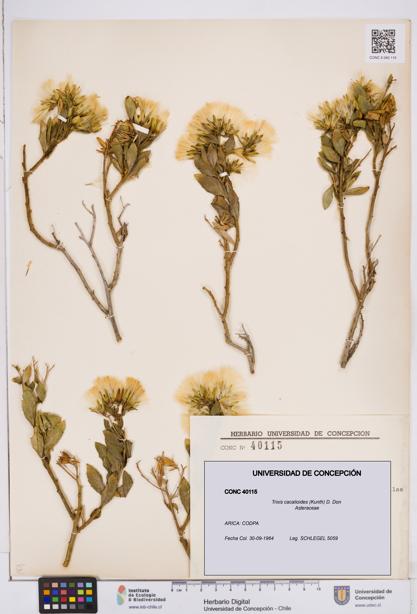 Trixis cacalioides [Espécimen: ]