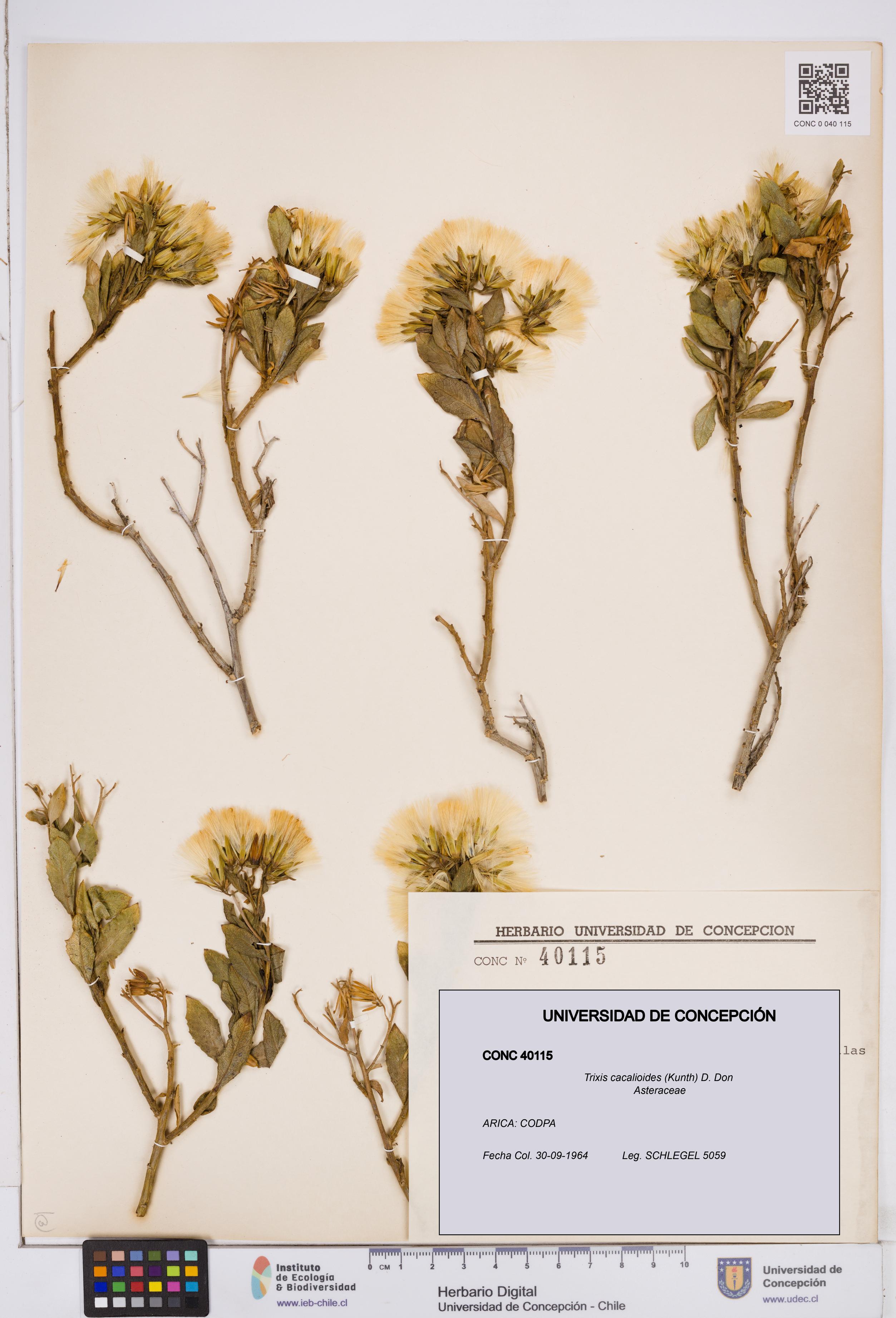 Trixis cacalioides [Espécimen: ]