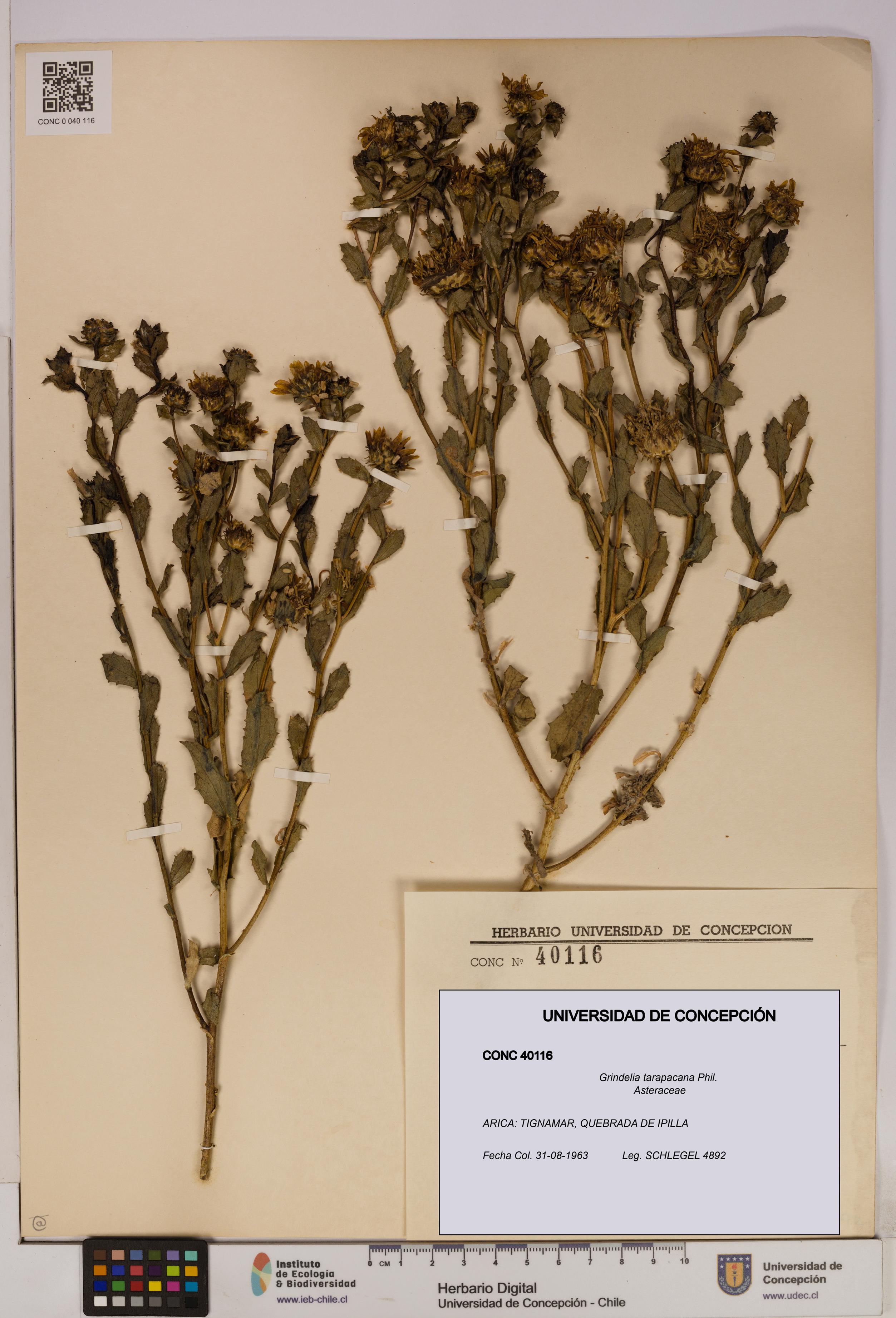 Grindelia tarapacana [Espécimen: UDEC:CONC:0040116]