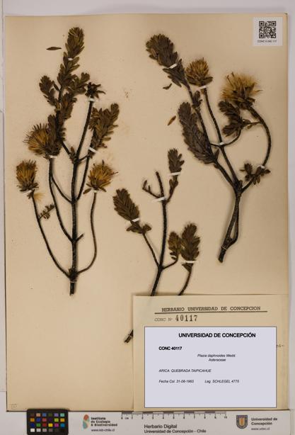 Plazia daphnoides [Espécimen: UDEC:CONC:0040117]