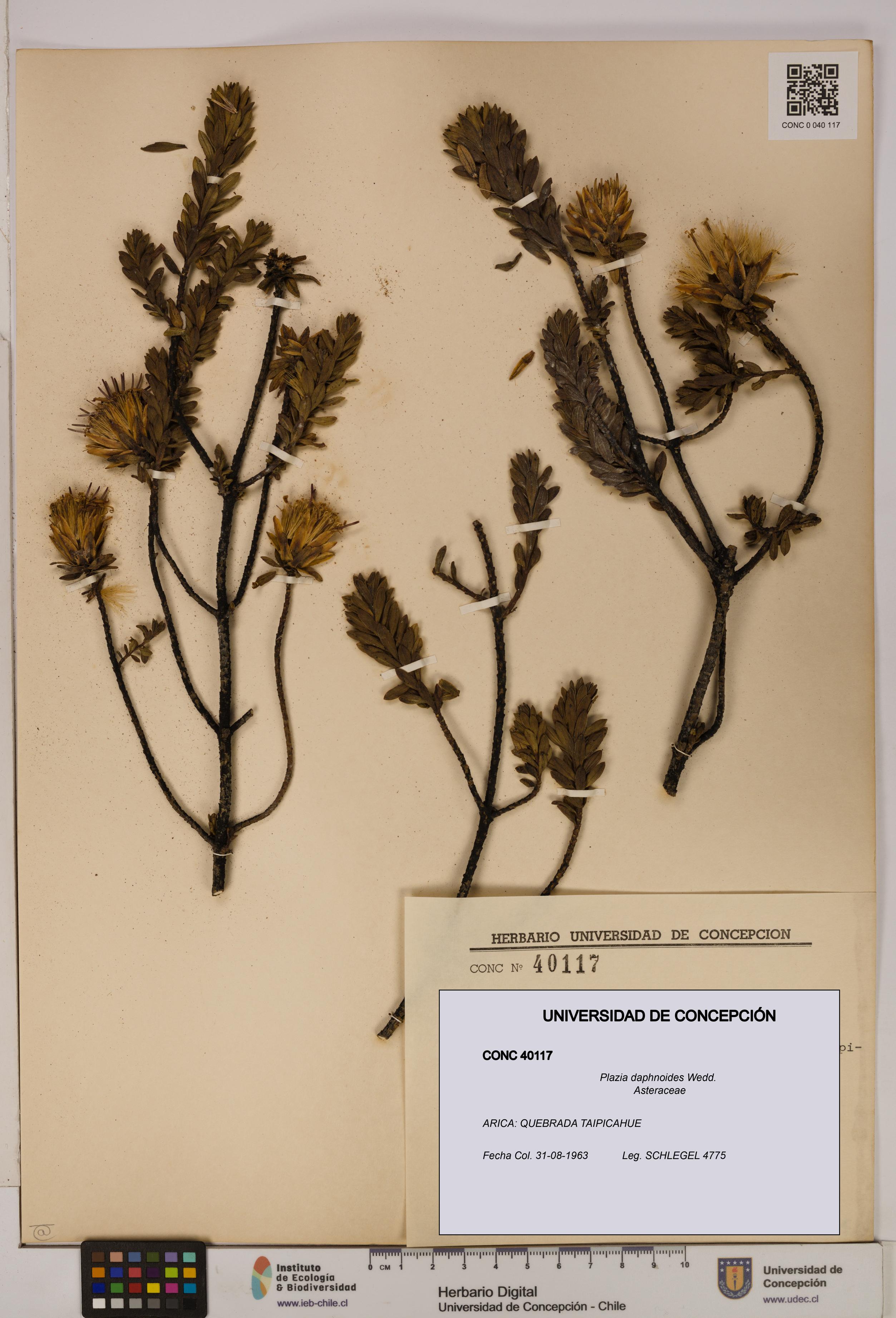 Plazia daphnoides [Espécimen: UDEC:CONC:0040117]