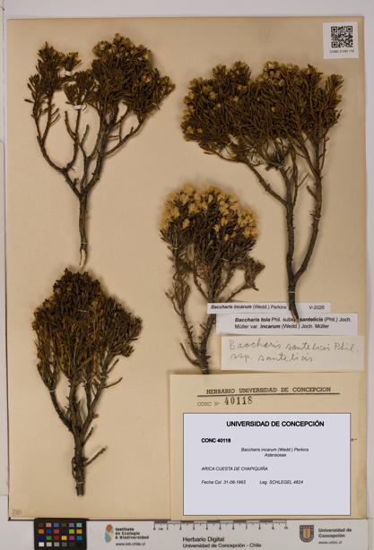 Baccharis incarum [Espécimen: UDEC:CONC:0040118]