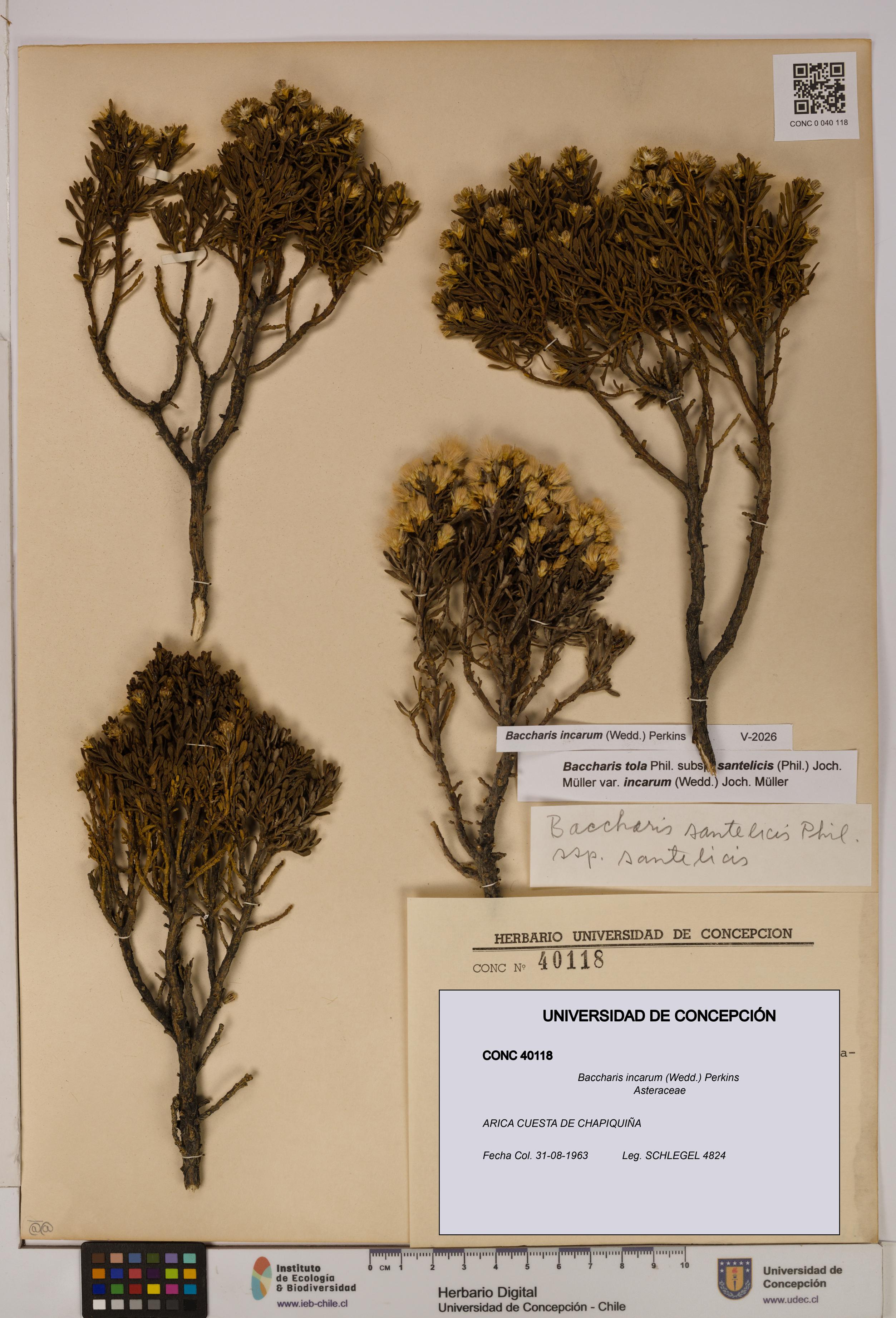 Baccharis incarum [Espécimen: UDEC:CONC:0040118]