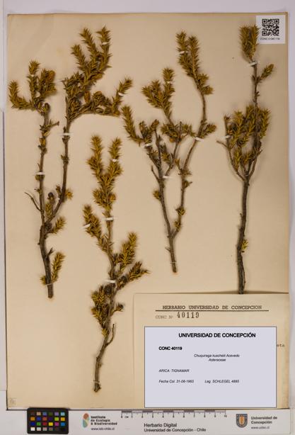 Chuquiraga kuschelii [Espécimen: UDEC:CONC:0040119]