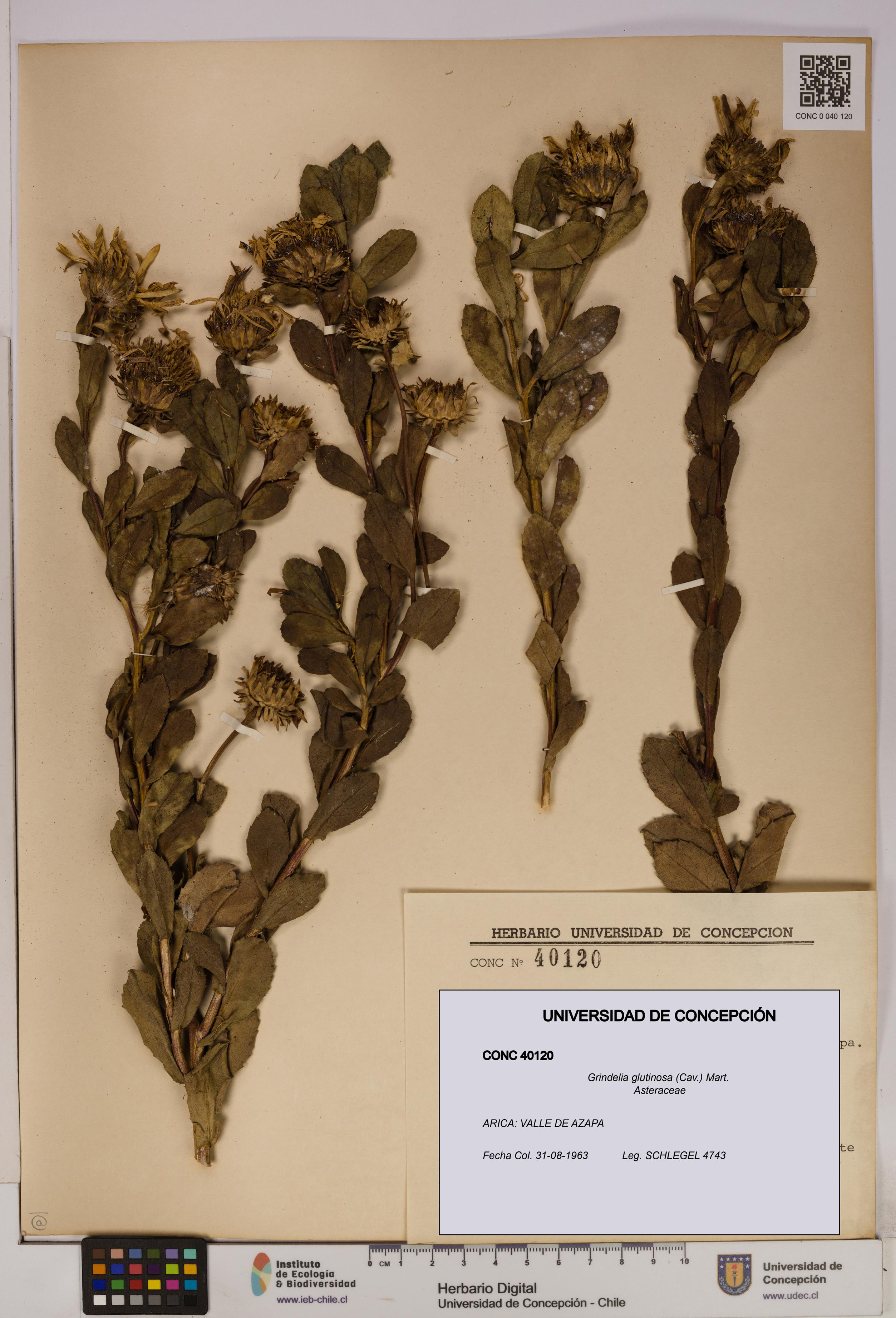 Grindelia glutinosa [Espécimen: UDEC:CONC:0040120]