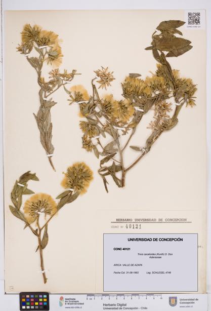 Trixis cacalioides [Espécimen: ]