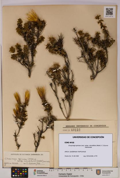 Chuquiraga spinosa subsp. rotundifolia [Espécimen: UDEC:CONC:0040122]