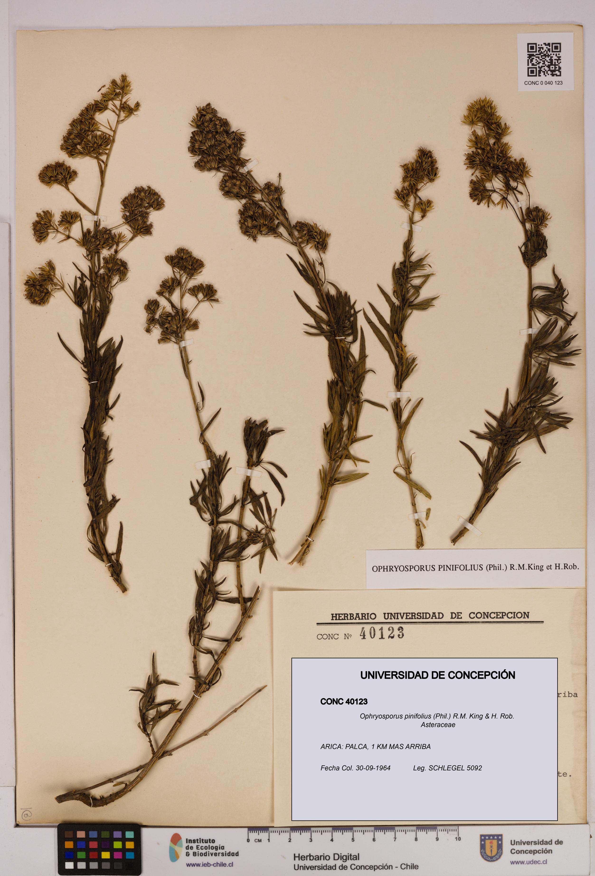 Ophryosporus pinifolius [Espécimen: UDEC:CONC:0040123]