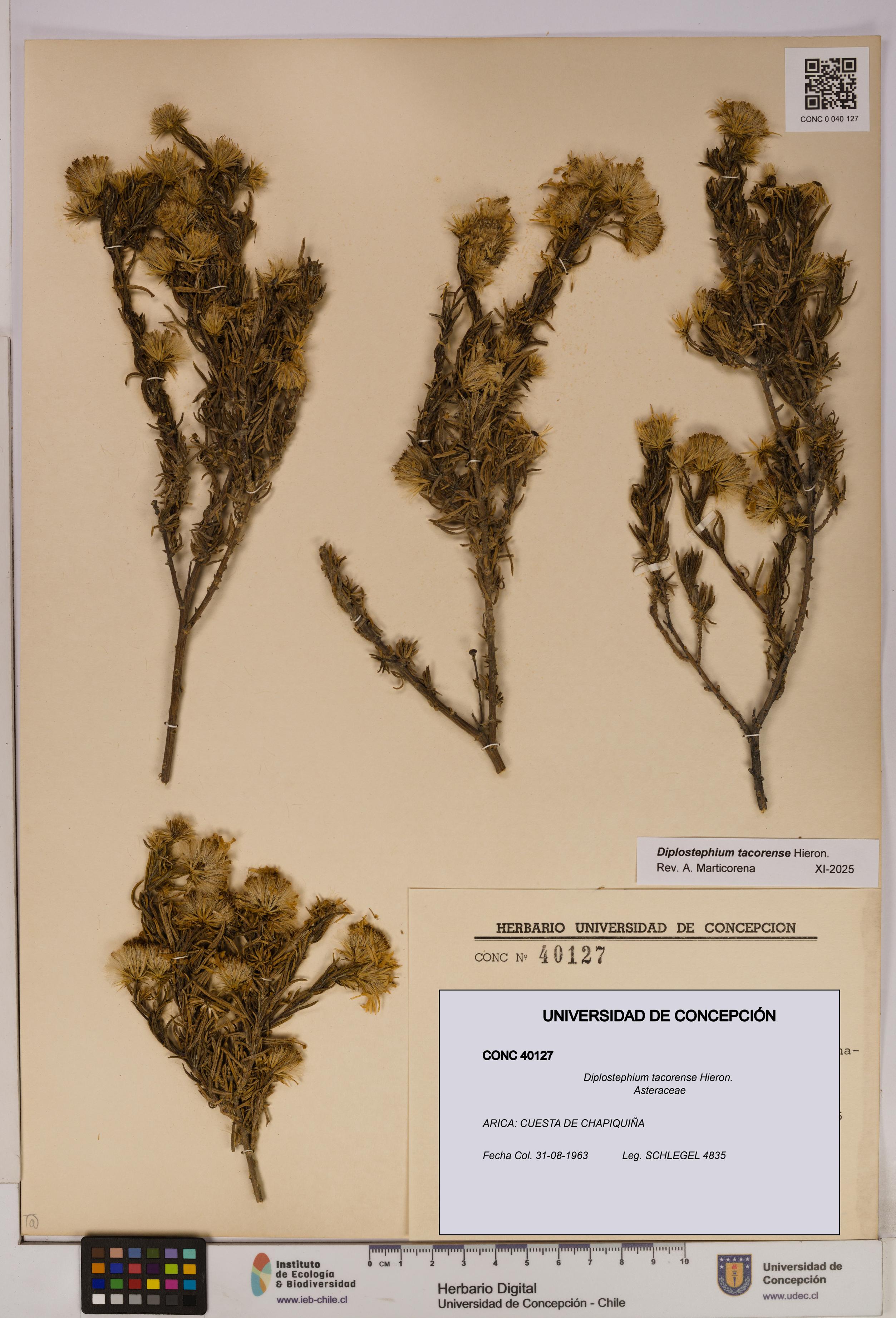 Diplostephium tacorense [Espécimen: UDEC:CONC:0040127]