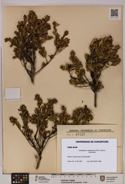 Lophopappus tarapacanus [Espécimen: UDEC:CONC:0040128]