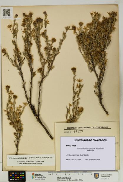 Chersodoma jodopappa [Espécimen: UDEC:CONC:0040129]