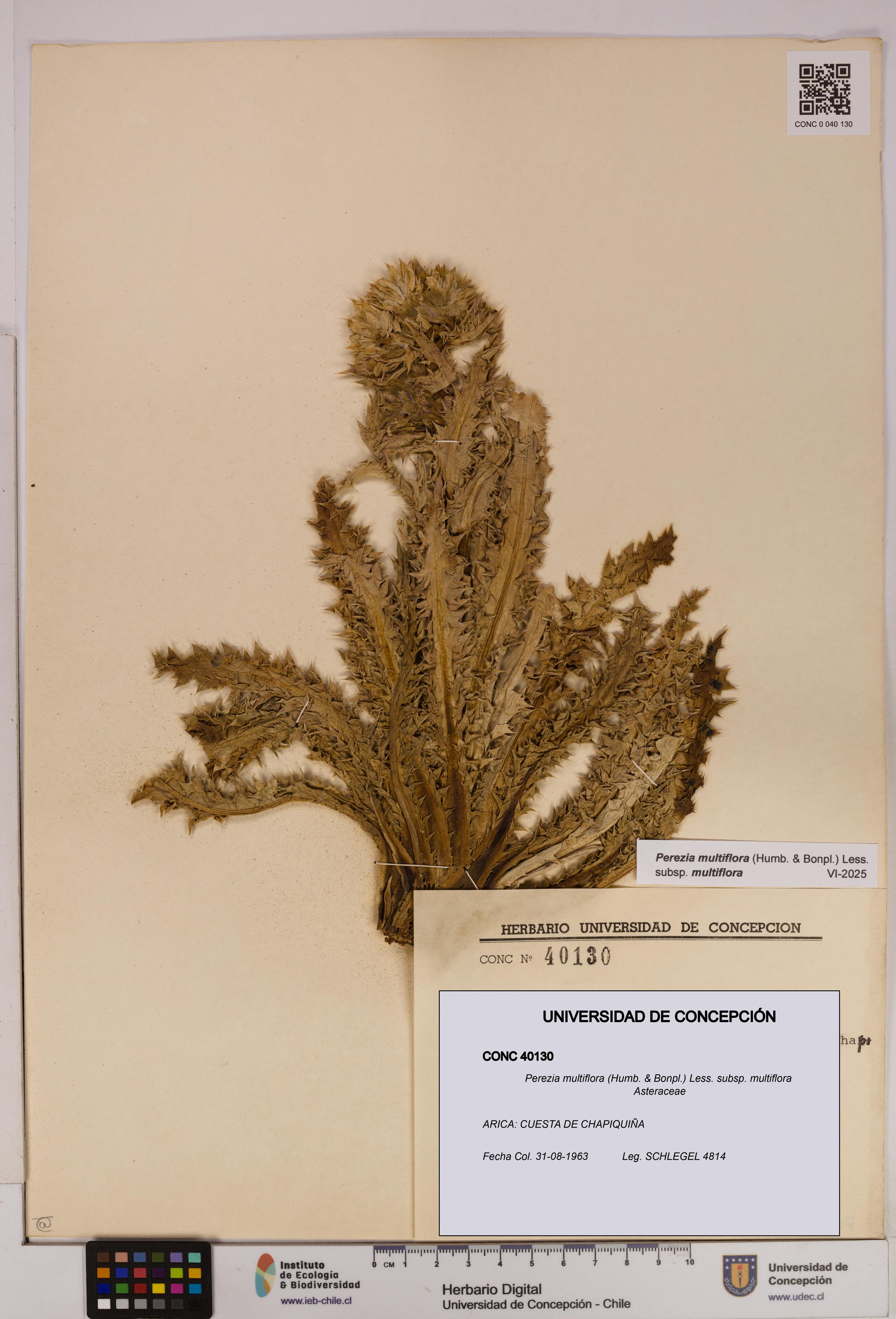 Perezia multiflora subsp. multiflora [Espécimen: UDEC:CONC:0040130]