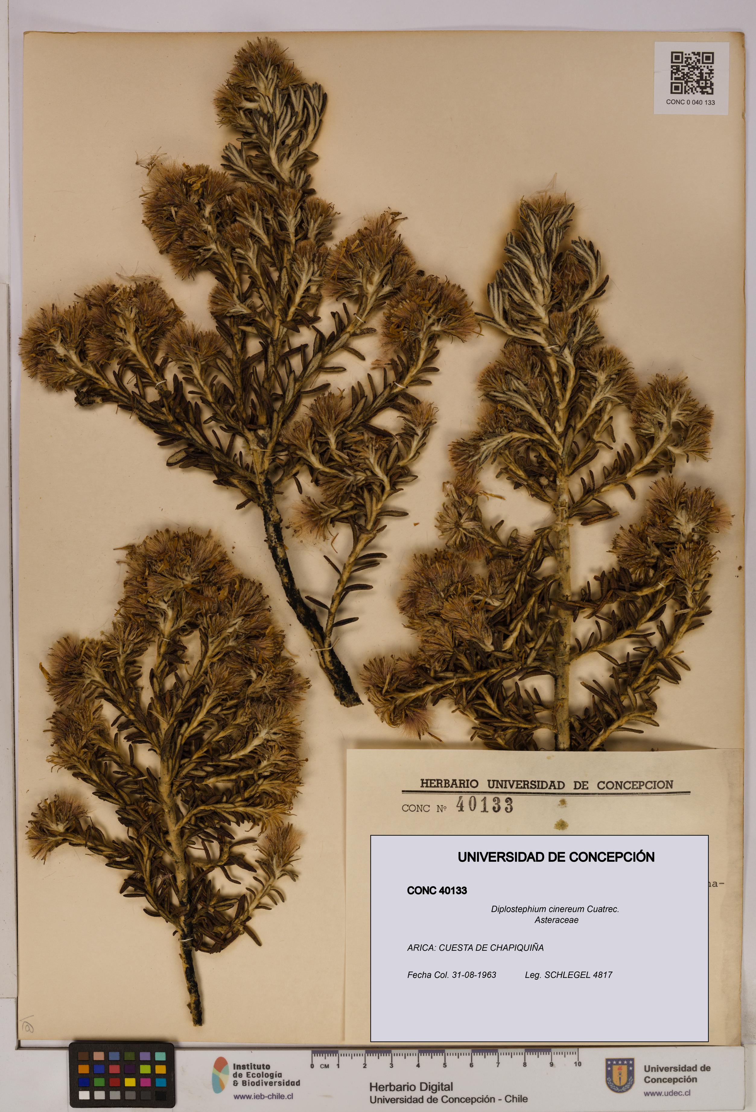 Diplostephium cinereum [Espécimen: UDEC:CONC:0040133]