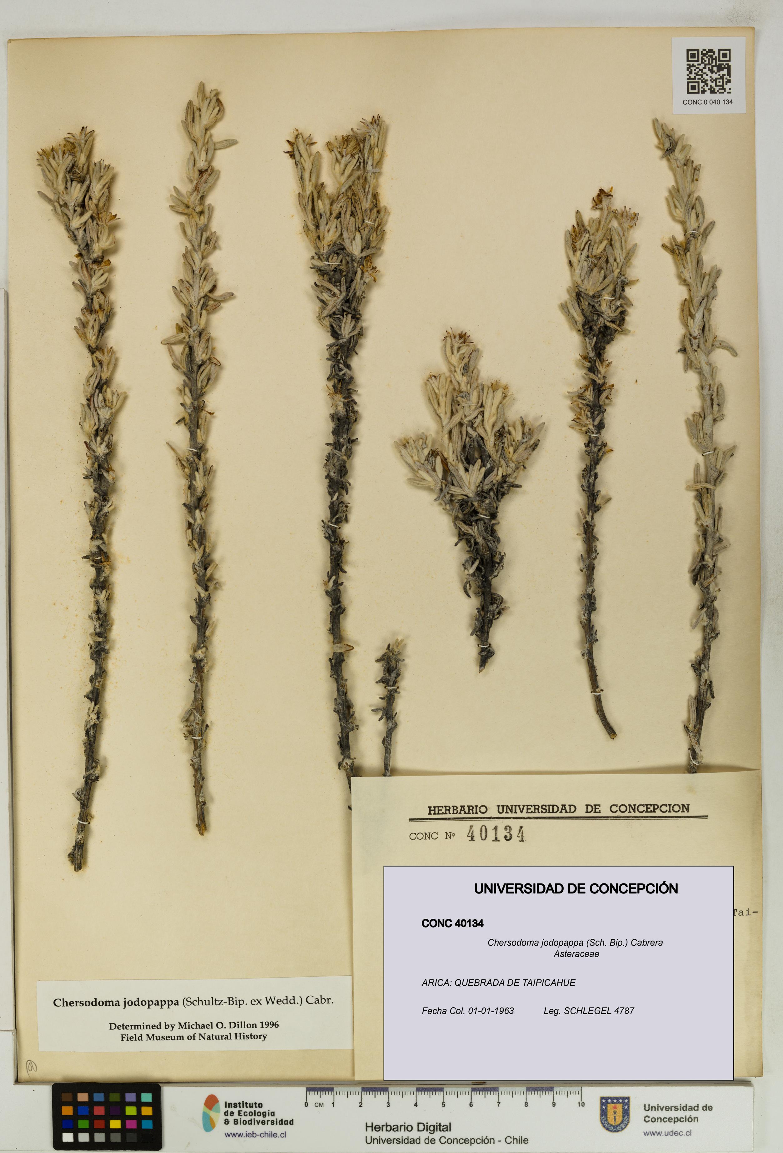 Chersodoma jodopappa [Espécimen: UDEC:CONC:0040134]