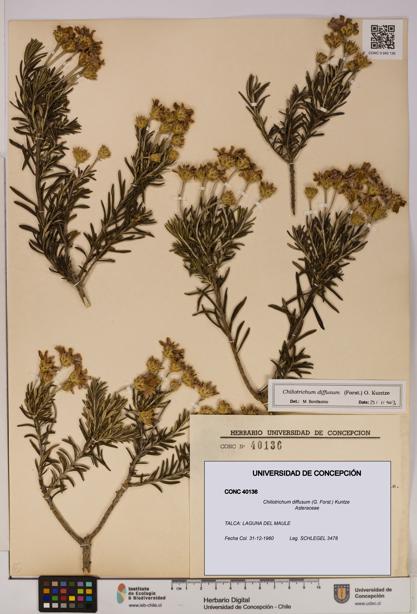 Chiliotrichum diffusum [Espécimen: UDEC:CONC:0040136]