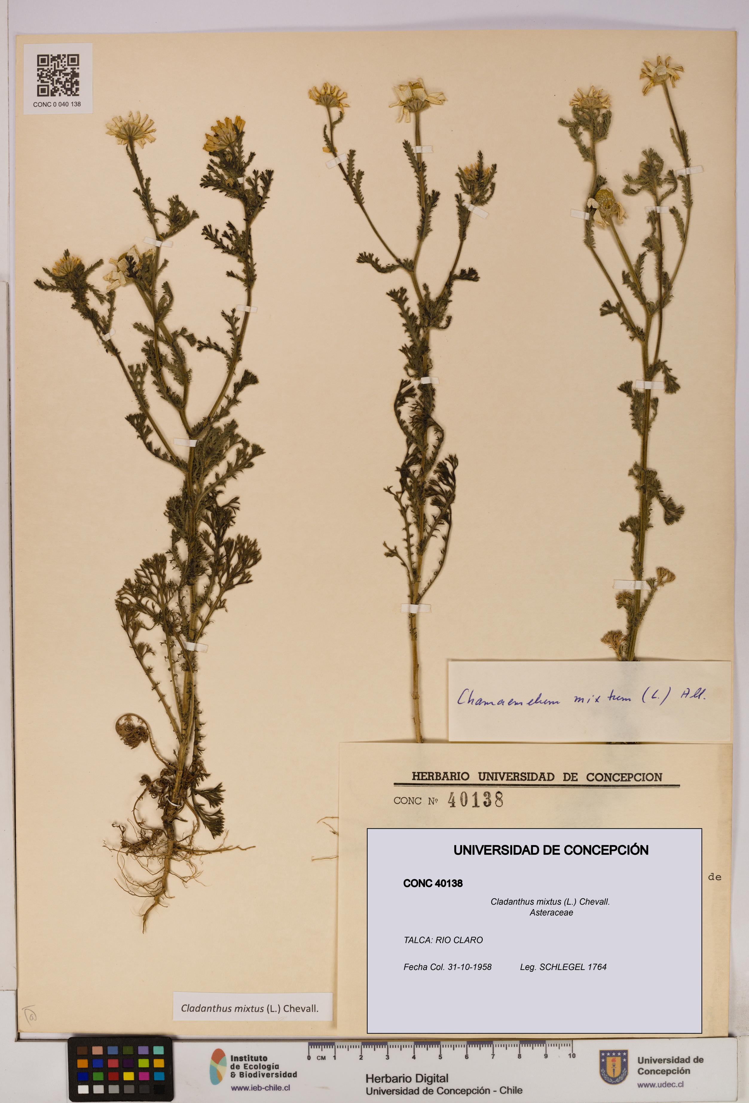 Cladanthus mixtus [Espécimen: UDEC:CONC:0040138]