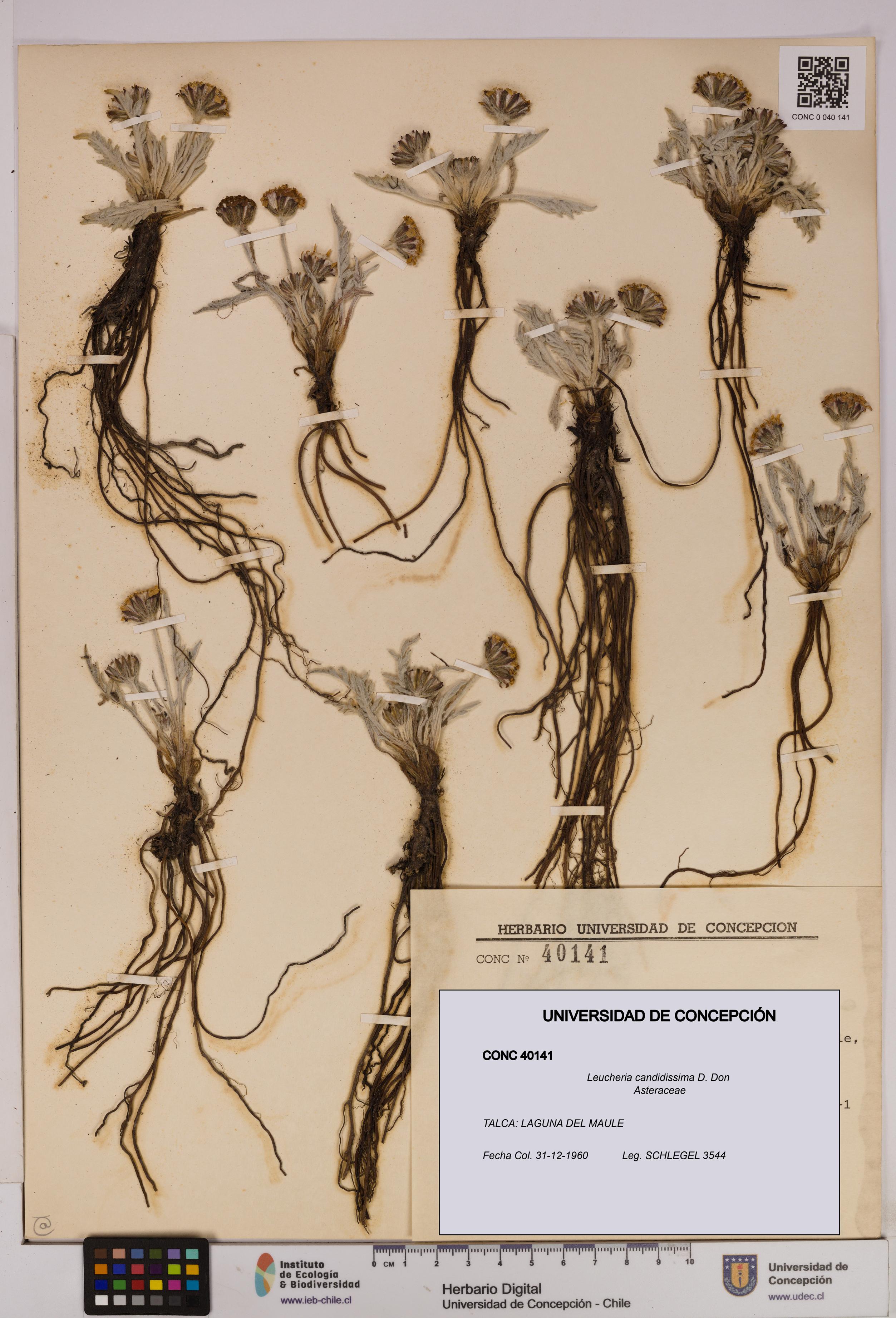 Leucheria candidissima [Espécimen: UDEC:CONC:0040141]