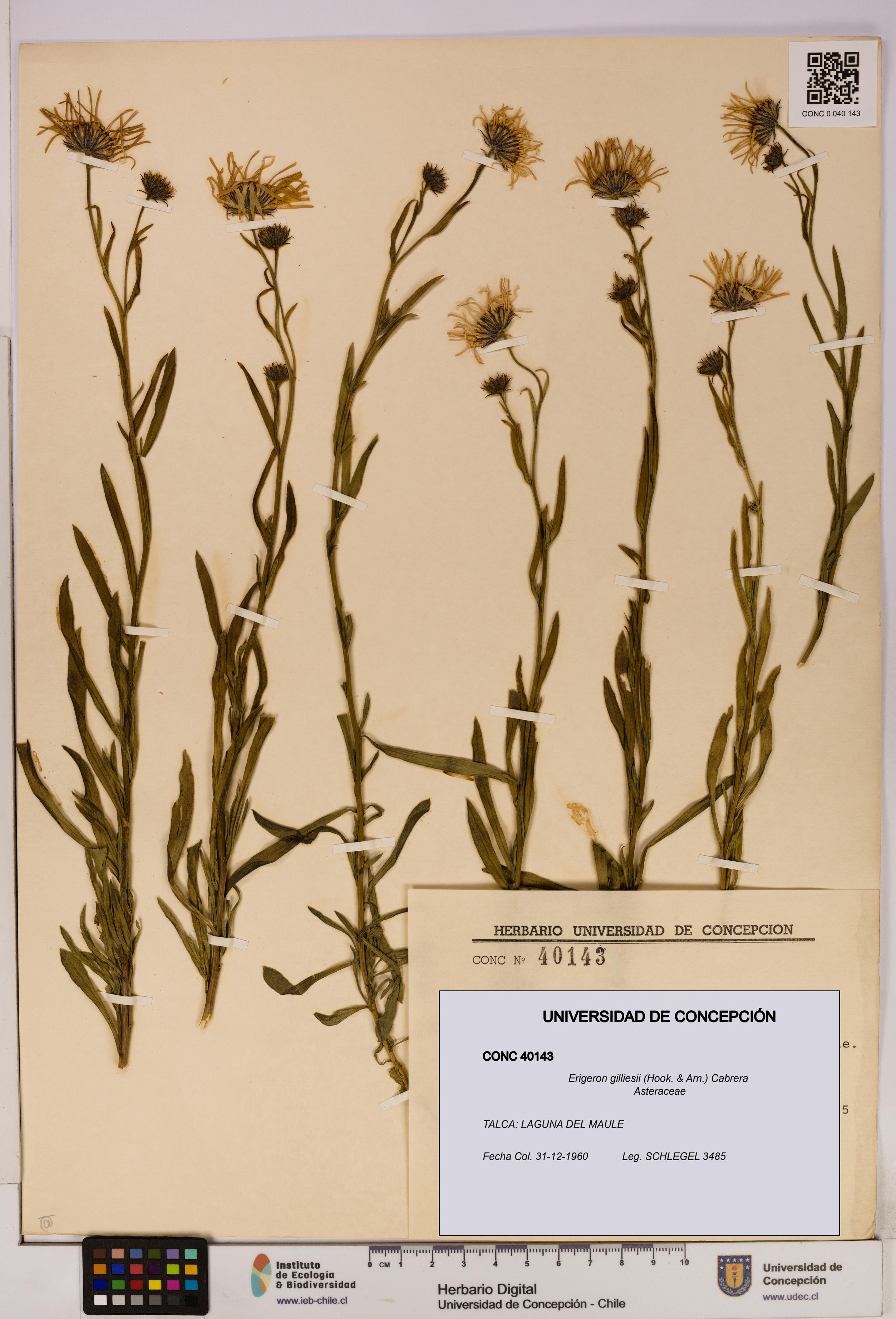 Erigeron gilliesii [Espécimen: UDEC:CONC:0040143]