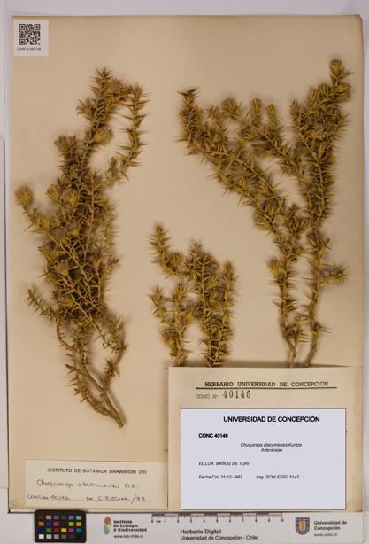 Chuquiraga atacamensis [Espécimen: UDEC:CONC:0040146]