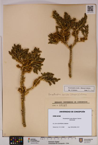 Parastrephia lucida [Espécimen: UDEC:CONC:0040148]