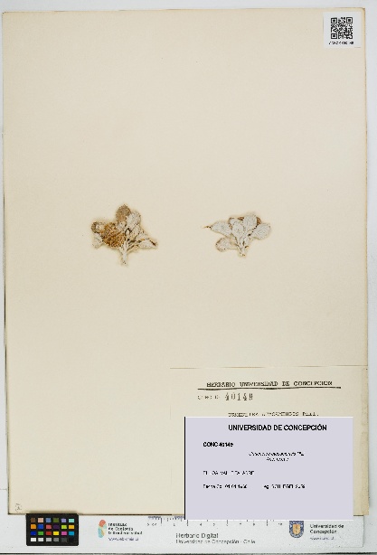 Urmenetea atacamensis [Espécimen: UDEC:CONC:0040149]