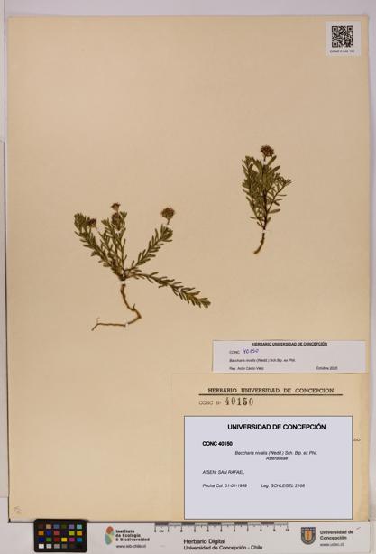 Baccharis nivalis [Espécimen: UDEC:CONC:0040150]