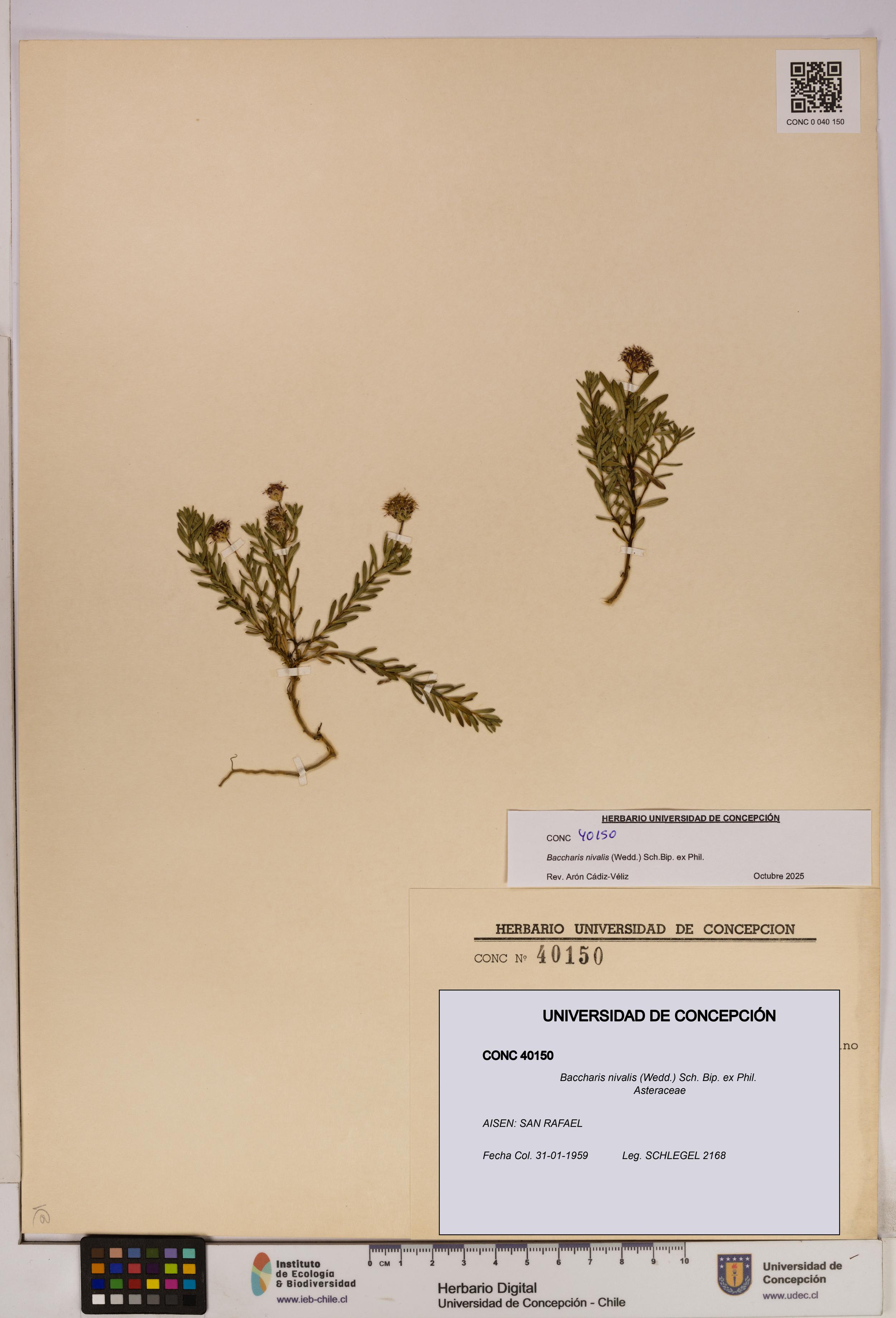 Baccharis nivalis [Espécimen: UDEC:CONC:0040150]