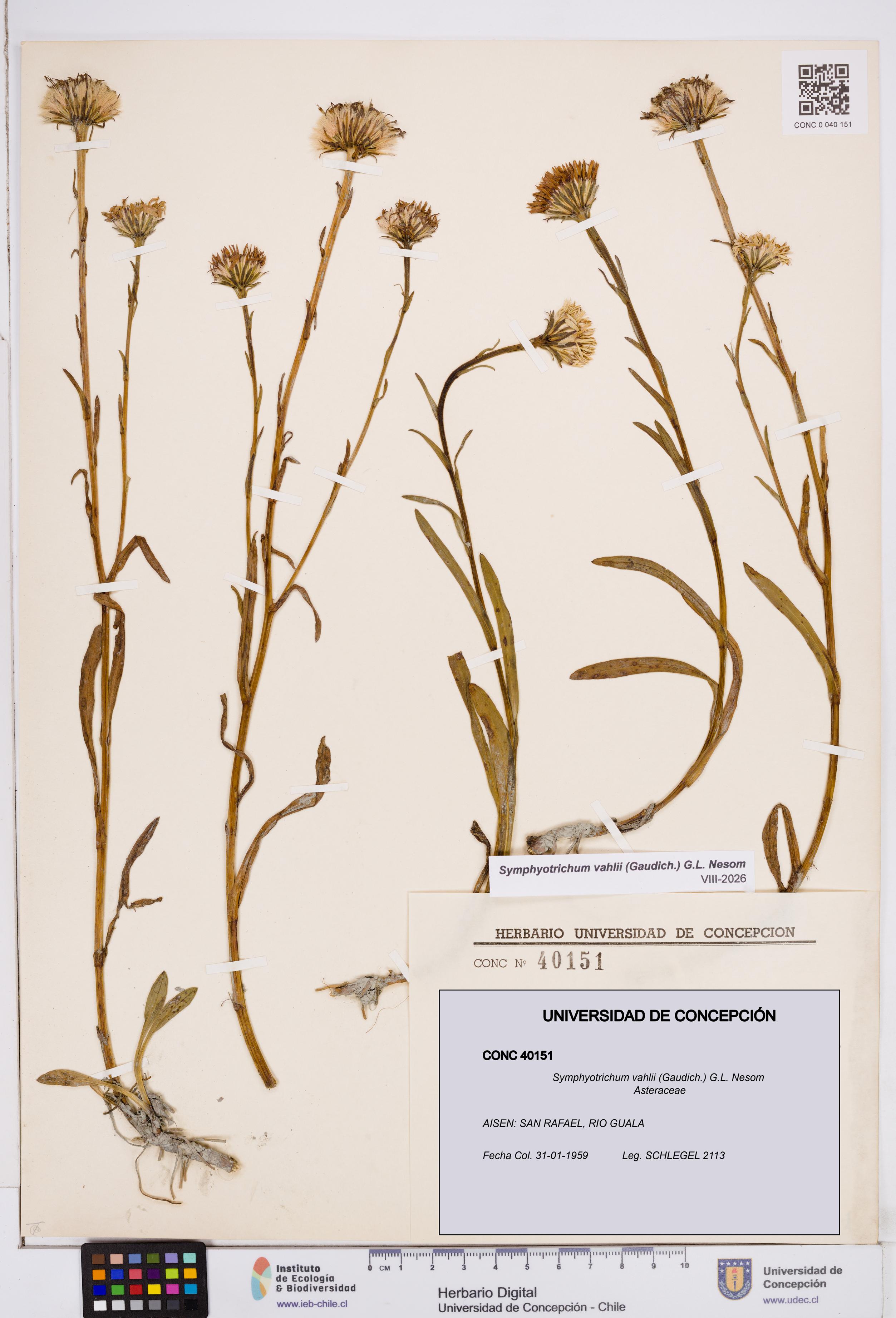 Symphyotrichum vahlii [Espécimen: ]