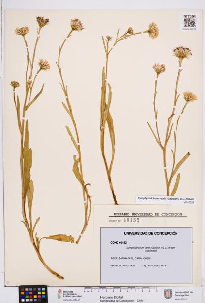 Symphyotrichum vahlii [Espécimen: ]