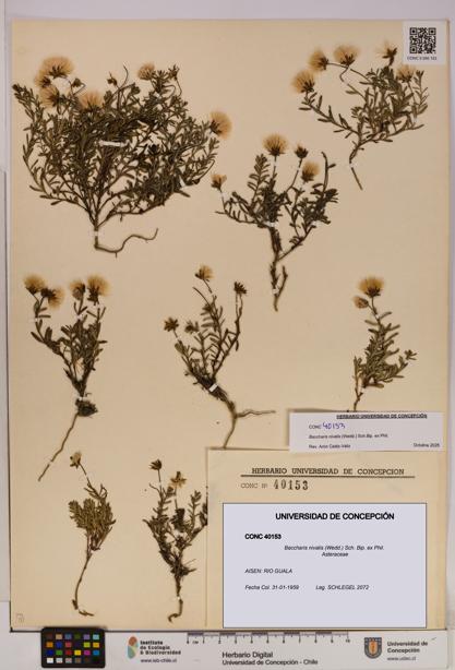 Baccharis nivalis [Espécimen: UDEC:CONC:0040153]