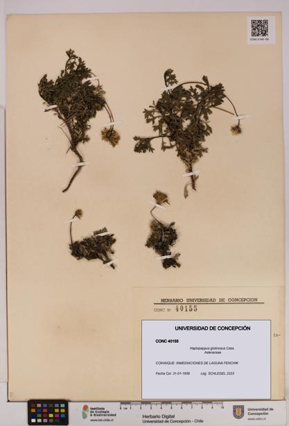 Haplopappus glutinosus [Espécimen: UDEC:CONC:0040155]
