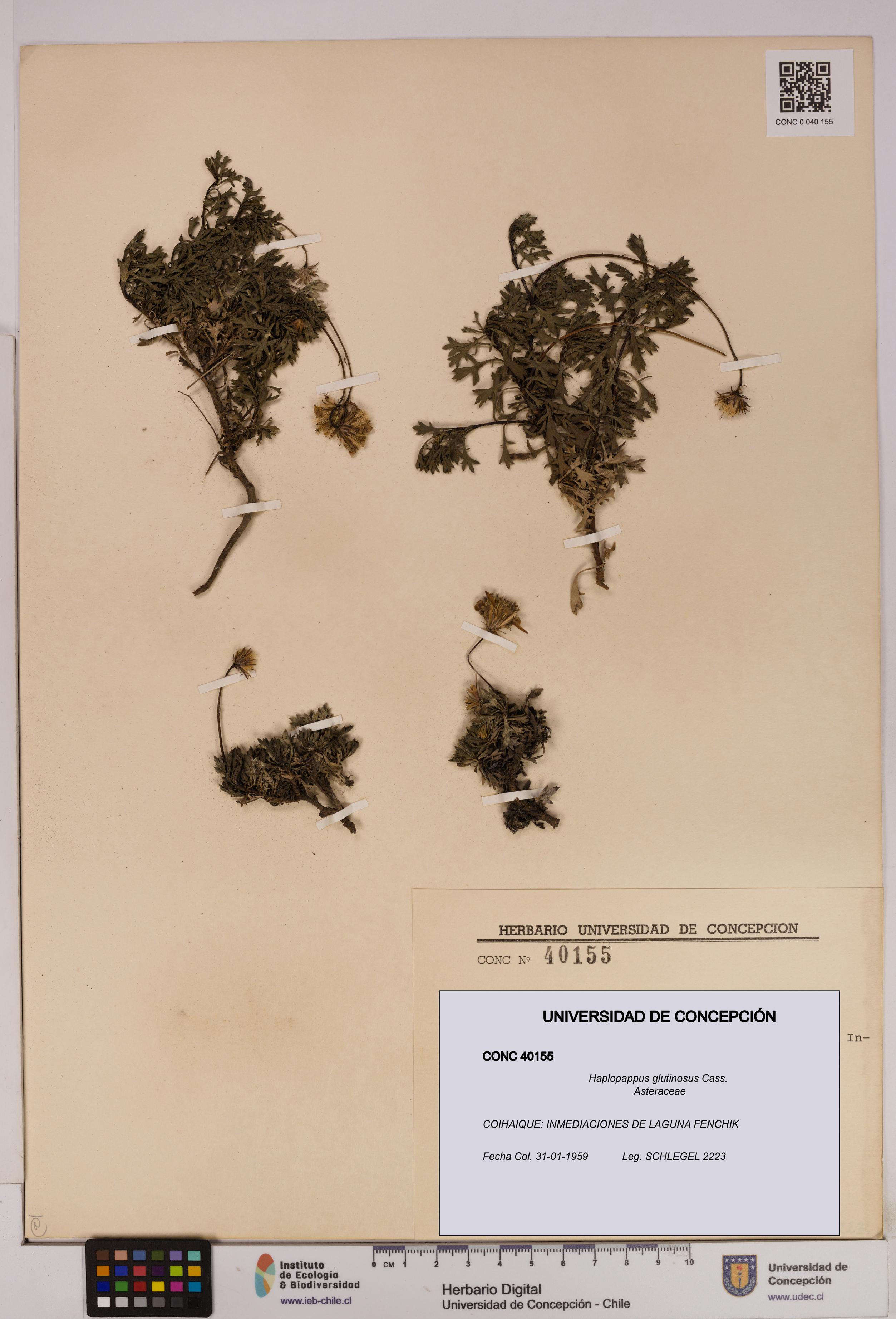 Haplopappus glutinosus [Espécimen: UDEC:CONC:0040155]