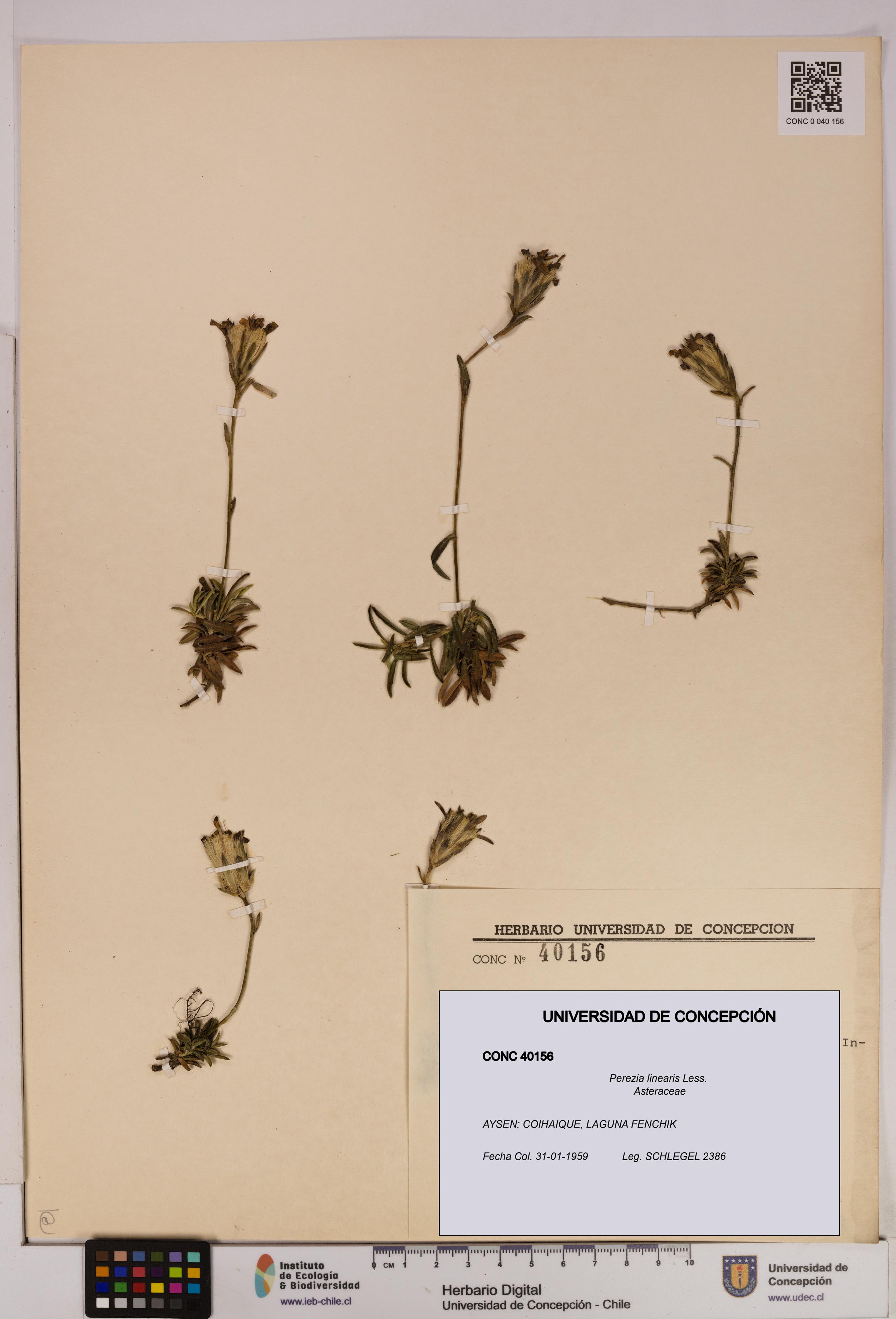 Perezia linearis [Espécimen: UDEC:CONC:0040156]