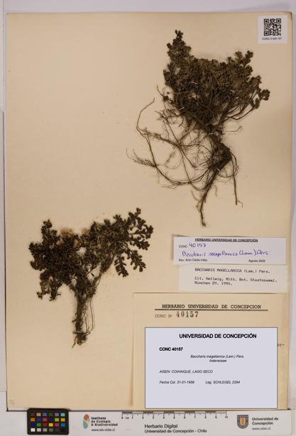 Baccharis magellanica [Espécimen: UDEC:CONC:0040157]