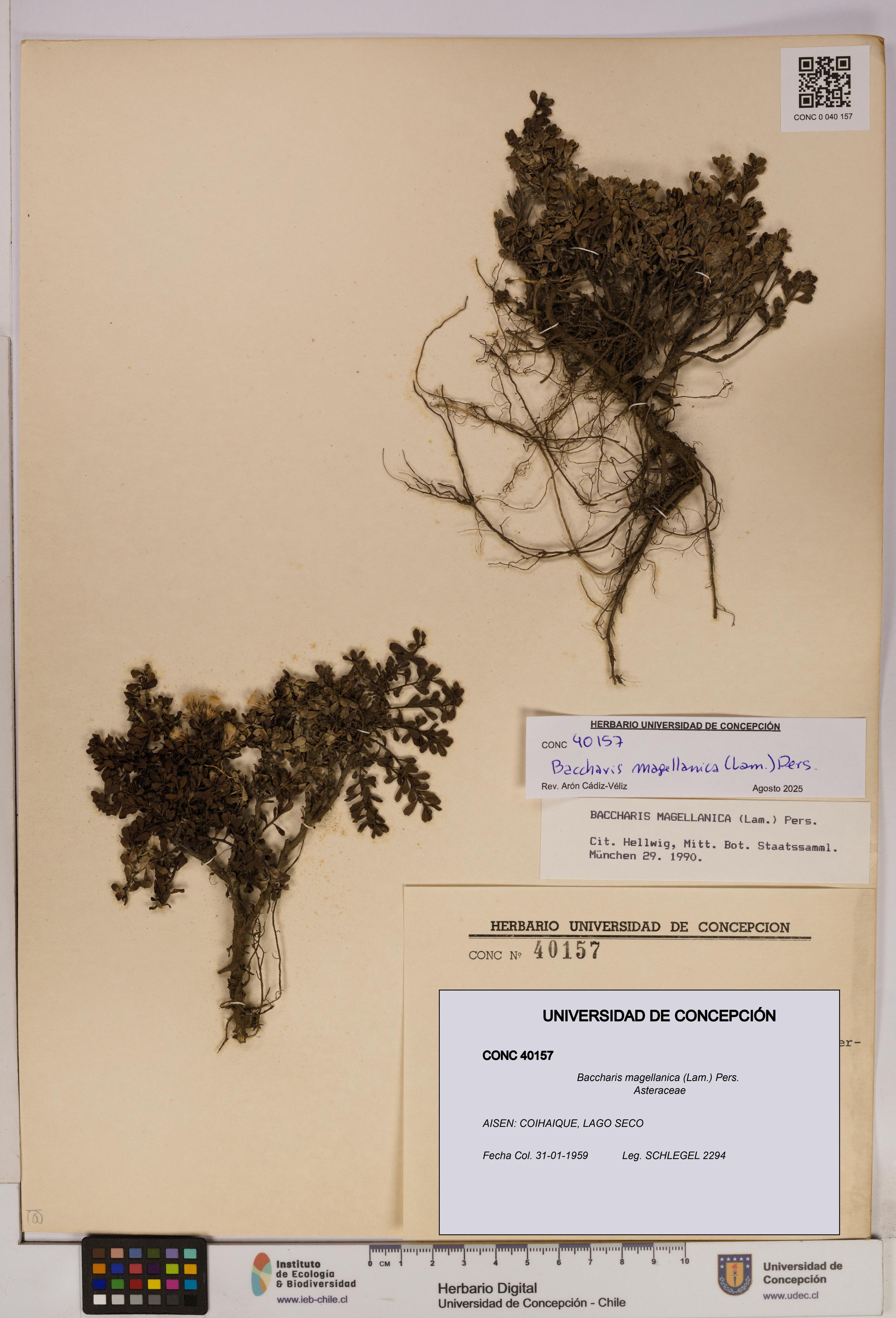 Baccharis magellanica [Espécimen: UDEC:CONC:0040157]