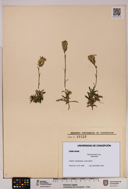 Perezia linearis [Espécimen: UDEC:CONC:0040158]