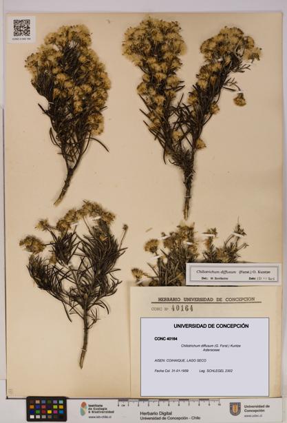 Chiliotrichum diffusum [Espécimen: UDEC:CONC:0040164]