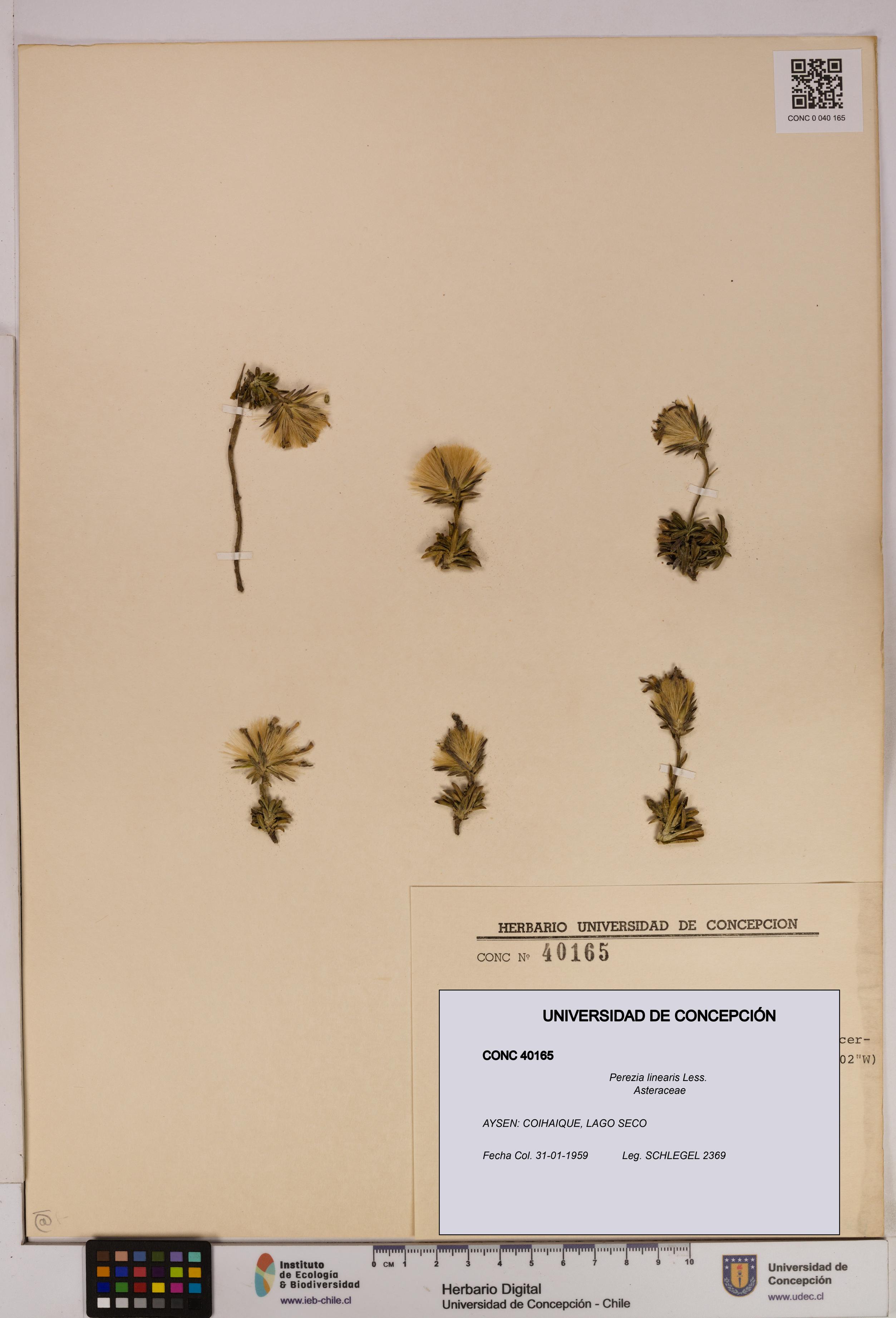 Perezia linearis [Espécimen: UDEC:CONC:0040165]