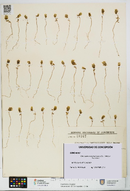 Chaetanthera euphrasioides [Espécimen: UDEC:CONC:0040167]
