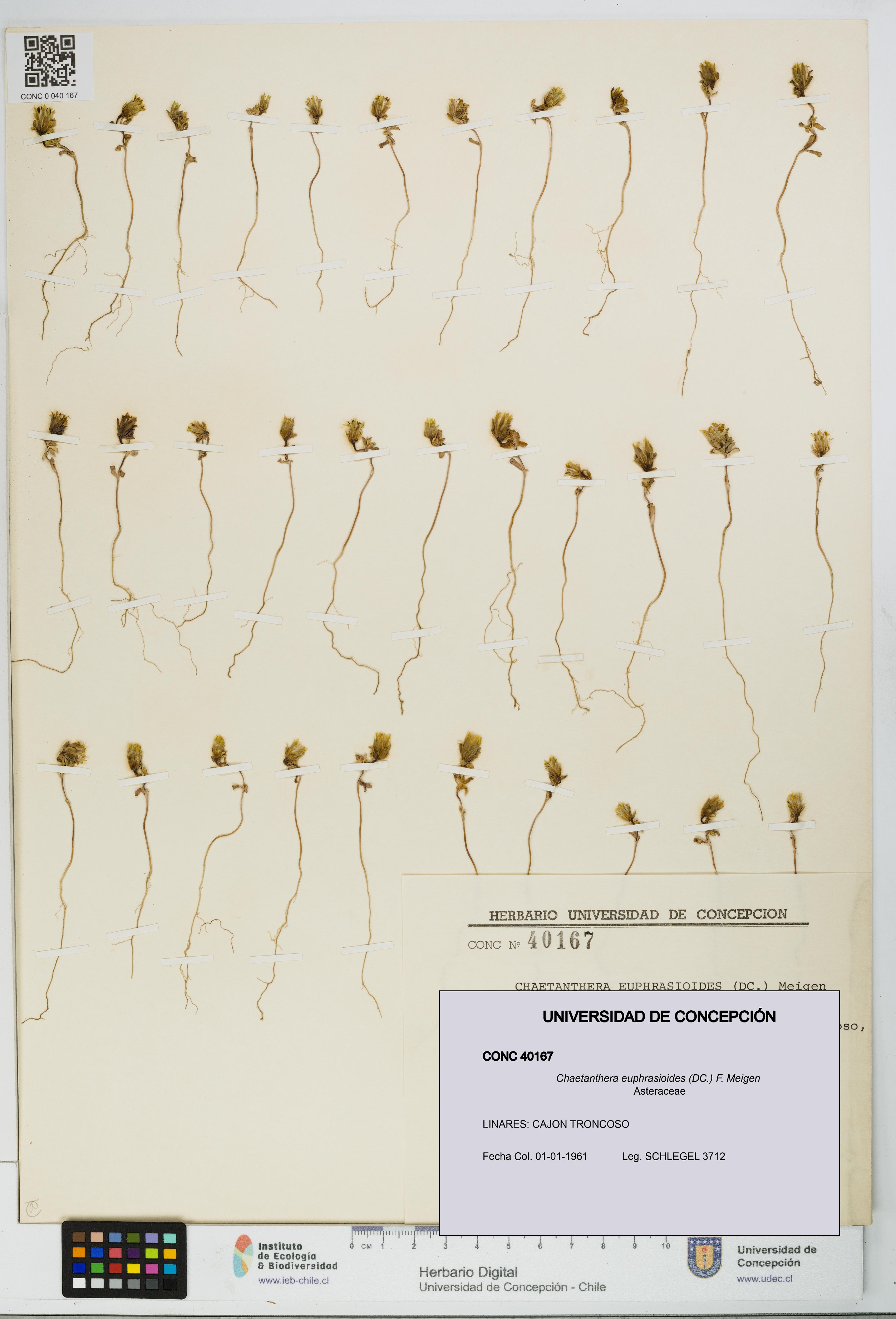 Chaetanthera euphrasioides [Espécimen: UDEC:CONC:0040167]