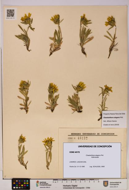 Chaetanthera elegans [Espécimen: UDEC:CONC:0040172]