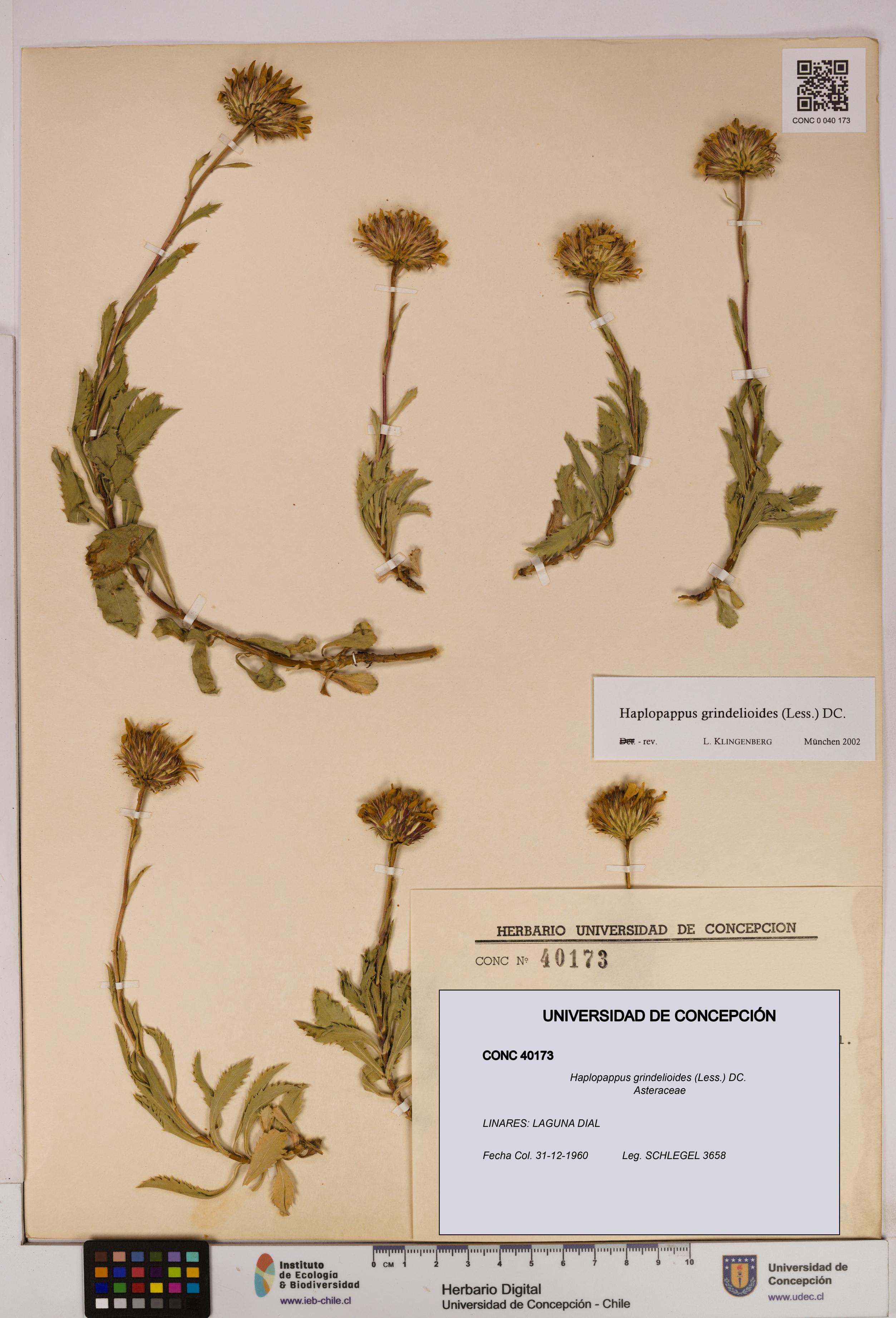 Haplopappus grindelioides [Espécimen: UDEC:CONC:0040173]