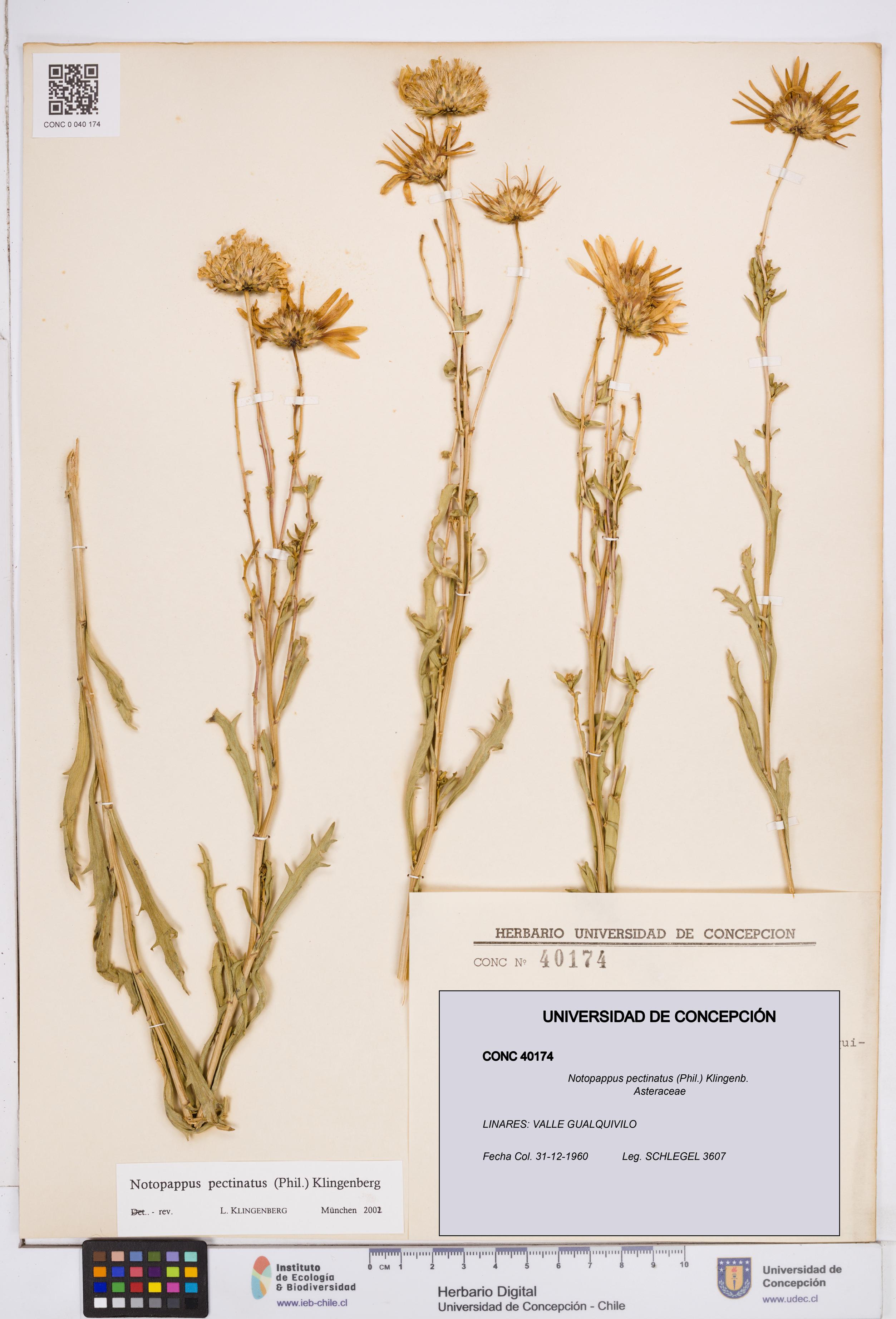 Notopappus pectinatus [Espécimen: ]