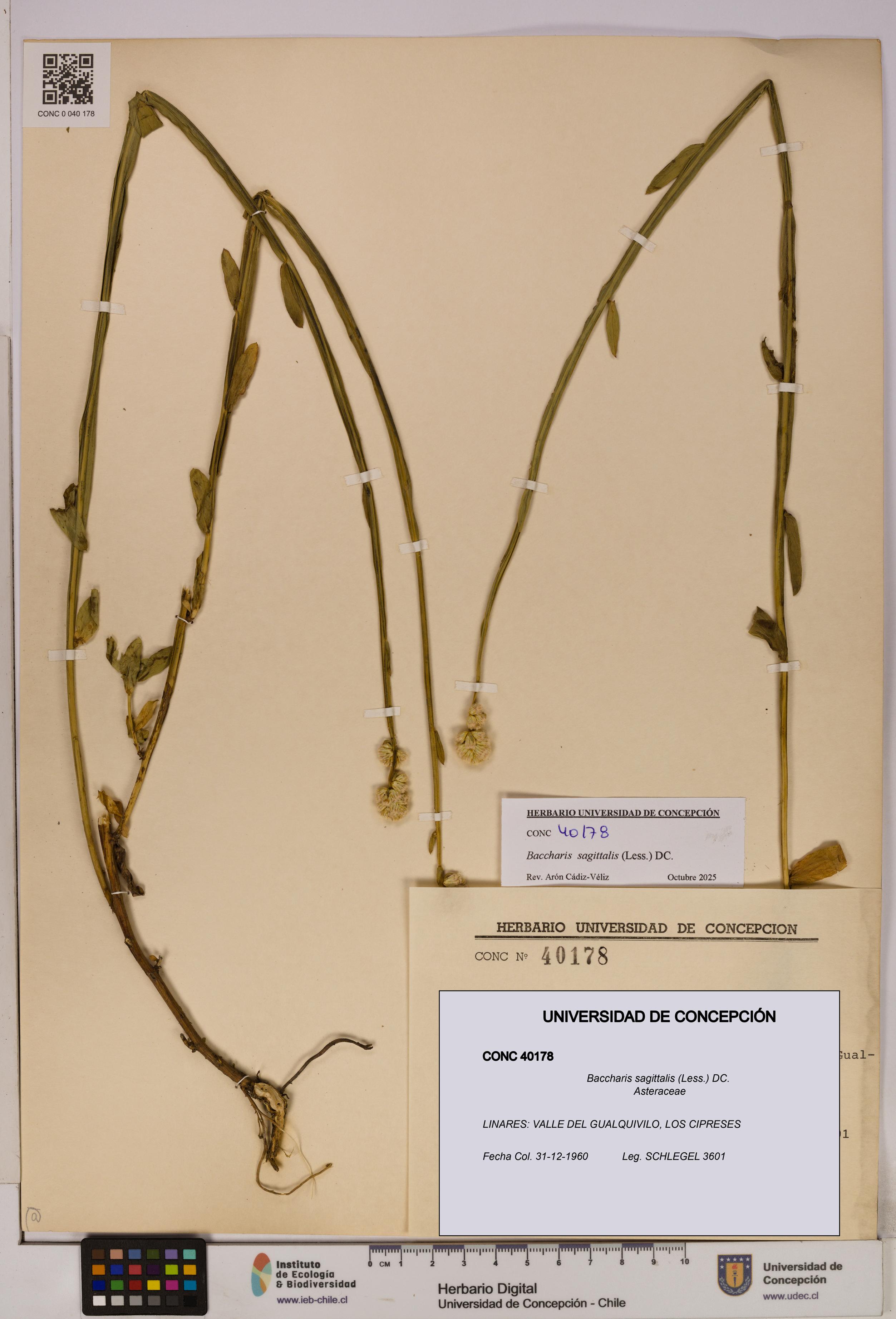 Baccharis sagittalis [Espécimen: UDEC:CONC:0040178]