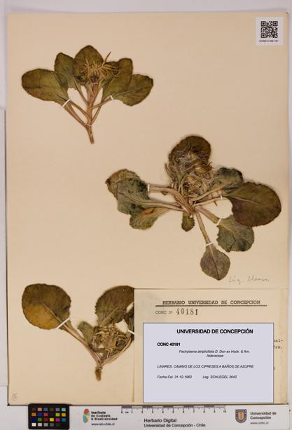 Pachylaena atriplicifolia [Espécimen: ]