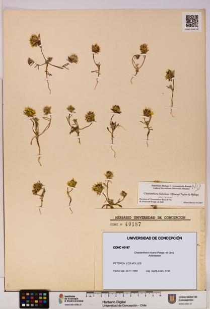 Chaetanthera incana [Espécimen: UDEC:CONC:0040187]